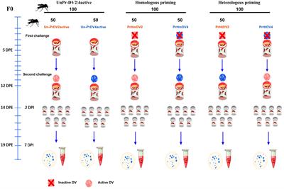 The costs of transgenerational immune priming for homologous and heterologous infections with different serotypes of dengue virus in Aedes aegypti mosquitoes